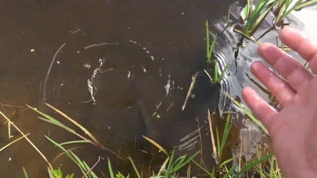 Запускаем карася 2