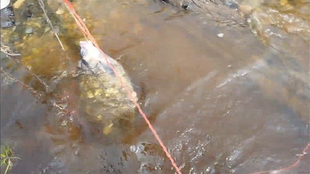 ЛЕЩ на 7 кг Сломал спиннинг! Топором разделовал ЛЕЩа на 7 кг