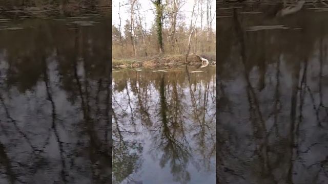 Попытка поймать сома весной.