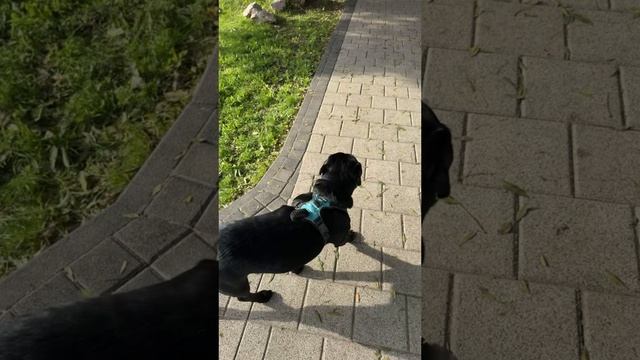 скока скока