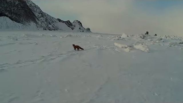 Ryby W Rzeczach Zmysłowych I Zmyślanych