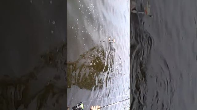 Толстолоб на планктон.