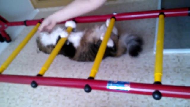 Кошачий промышленный альпинизм