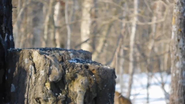 Птичья кормушка