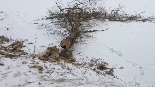 Сухостой у озера Рагозино