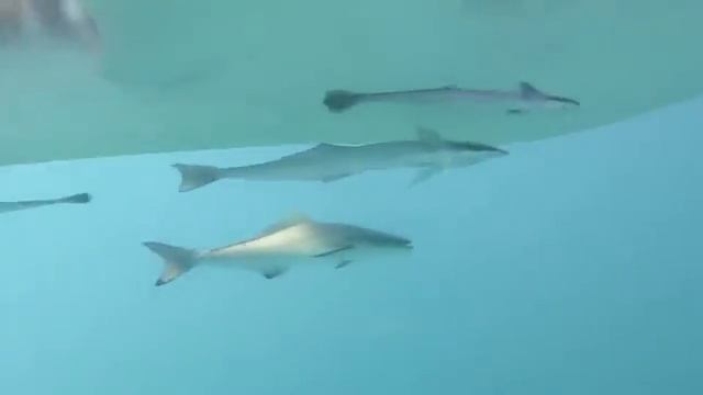 Китовая на Shark Point .(1)