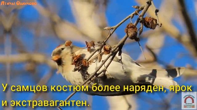 Чечётка