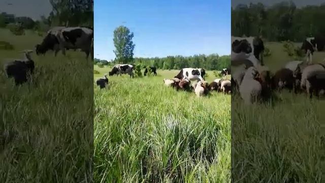 Как ловить  овечку