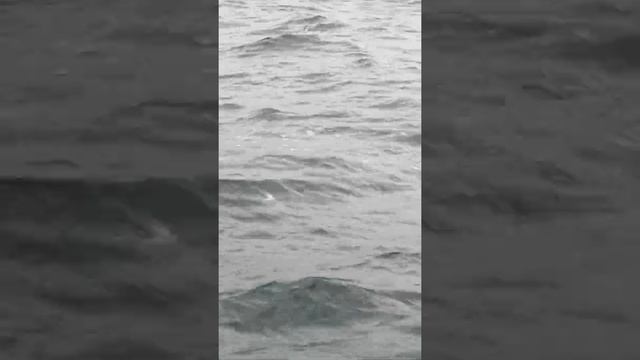 Одесса, чёрное море, дельфины.