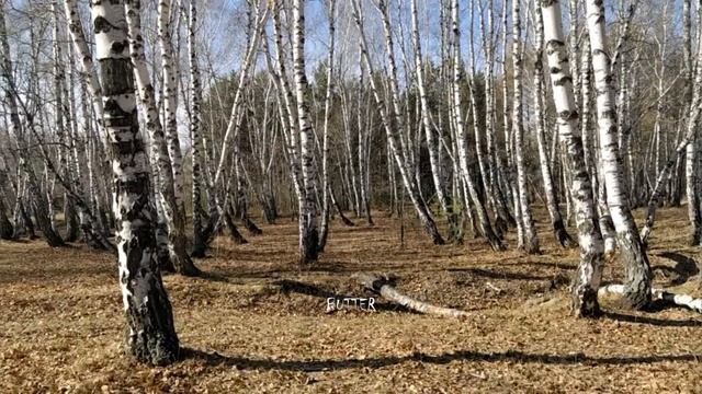 Весна👉🏻прогулка по весеннему лесу🌞
