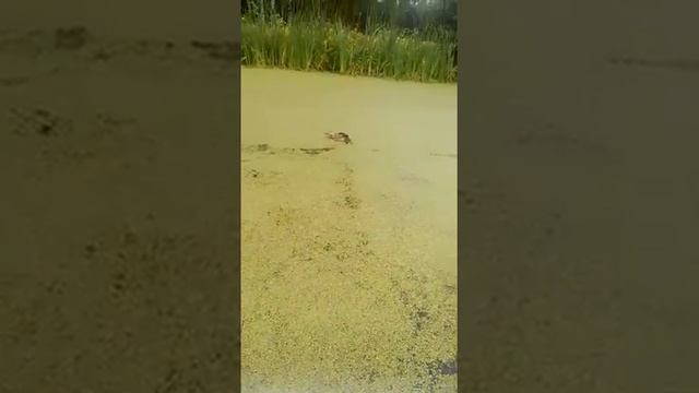 уточки Павловский парк