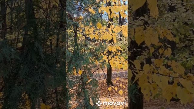 Парк. Видео из моих фото