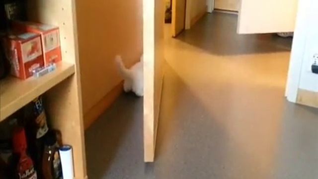 Маленький Зайка - футболист )))