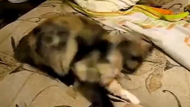 Кот ставит уши как Дракон!