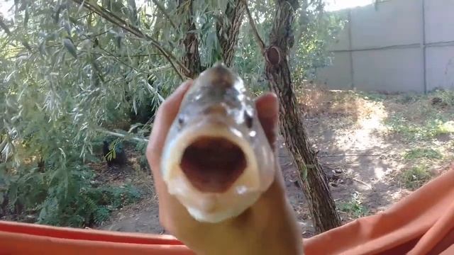 Огромный окунь в Дону