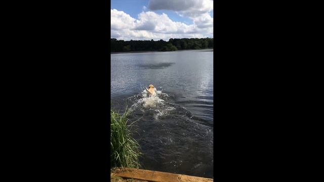 Maximus - The Water Loving Labrador: Richmond Hydrotherapy 2017