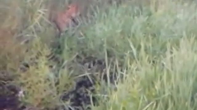 Веник ораняет сумку с рыбой)