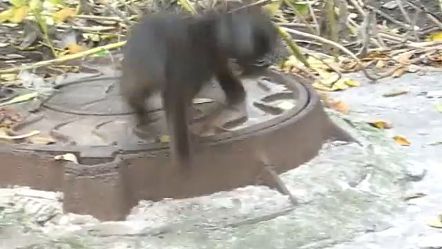 Котенок играет с рыбьим хвостом    The Kitten Plays With A Fish Tail