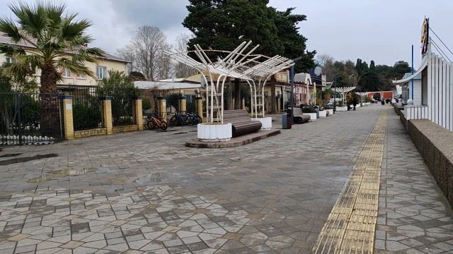 1февраля Адлер зацвели ирисы