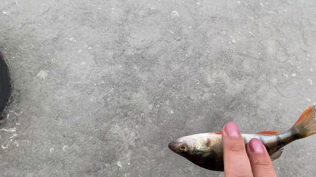 B61190723bbef44b0320c6de33c4bf4a