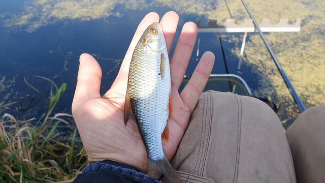 Осень 2021. Плотва.