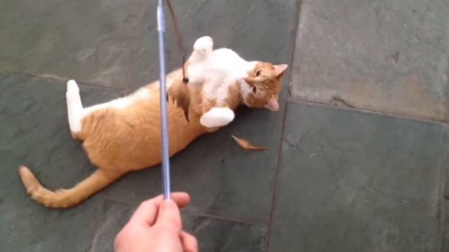 Cats Playing With A Feather Toy
