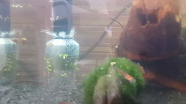 Креветки вишня