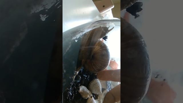 Виноградные улитки