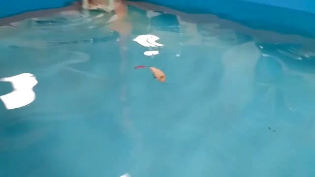 Испытания различных моделей BeZZ Voblers  в бассейне