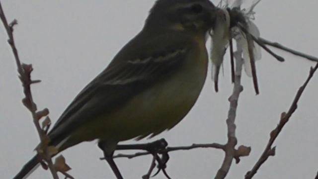 У ЖЁЛТОЙ ТРЯСОГУЗКИ ПОРА КОРМЛЕНИЯ МИЛЫХ ДЕТОК
