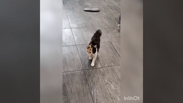 мои веселые кошки❤️