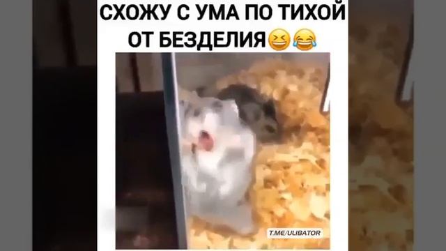 Когда тебя дразнить хамяк/Влог-Лира Сапаева