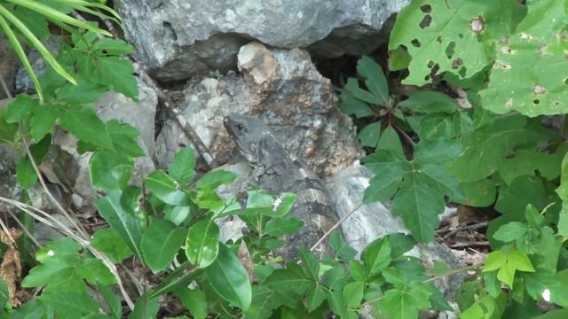 игуана ест кого-то в Эк Баламе