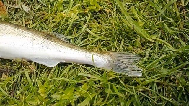 Просто рыбалка