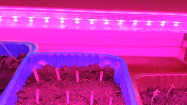 Качественная рассада, залог будущего урожая