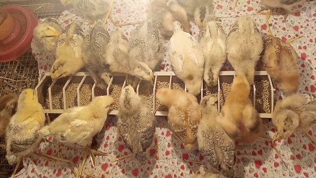 Новая кормушка
