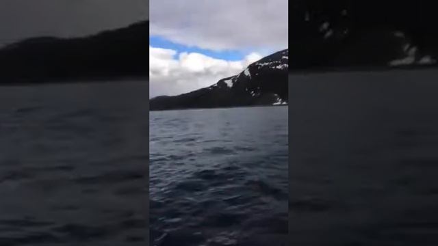 Норвегия рыбалка треска