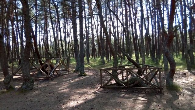 На Куршскую косу.