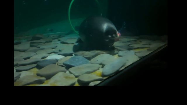 поехали в иркутск одни без родителей🥸