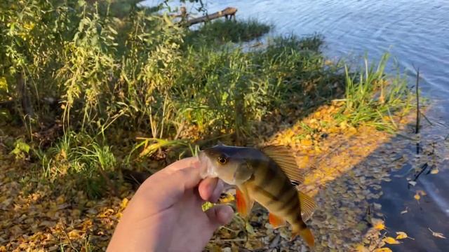 Поймал - отпустил