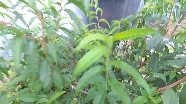 виноград и не только. маленькая экскурсия на 5 августа.