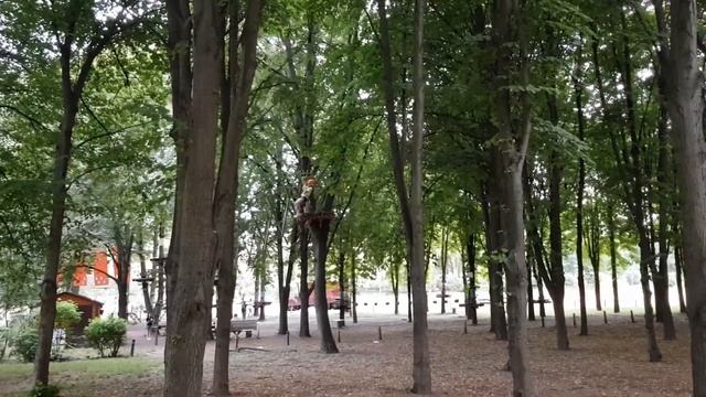 Скалолазание по деревьям 3