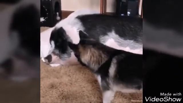 Самое смешное видео/прикол. Попробуй не засмеяться/Лучшие фейлы и приколы /люди&животные