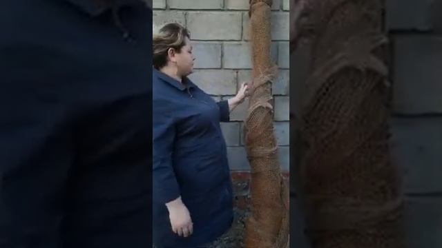 Ләйлә Сабаева бабасы үргән бредень турында сөйли