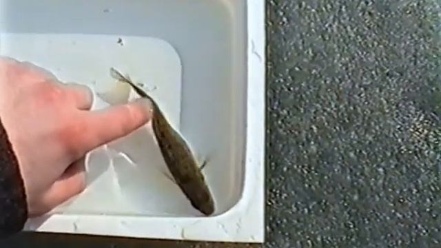 Mad Fish - Хроника