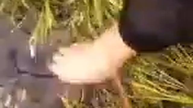 Воблер Turbo 90.щука отпущена.