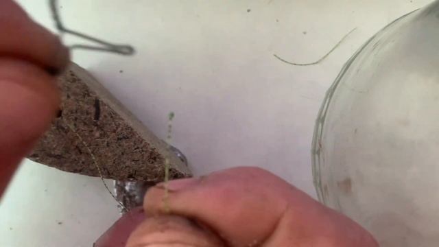 монтаж на карпа сазана лучший по моему мнению!