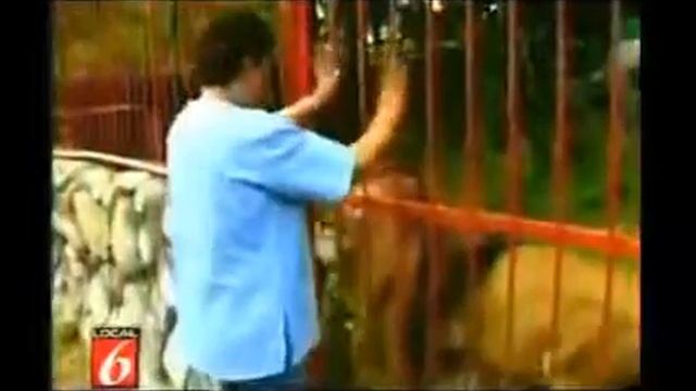 Лев и человек