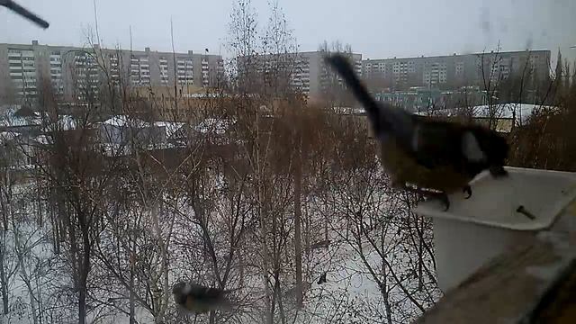 И снова синицы.