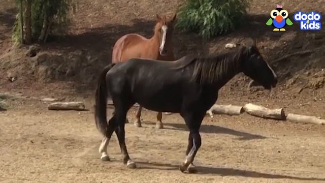 Brave Horse Is Determined To Run Again | Animal Videos For Kids | Dodo Kids
